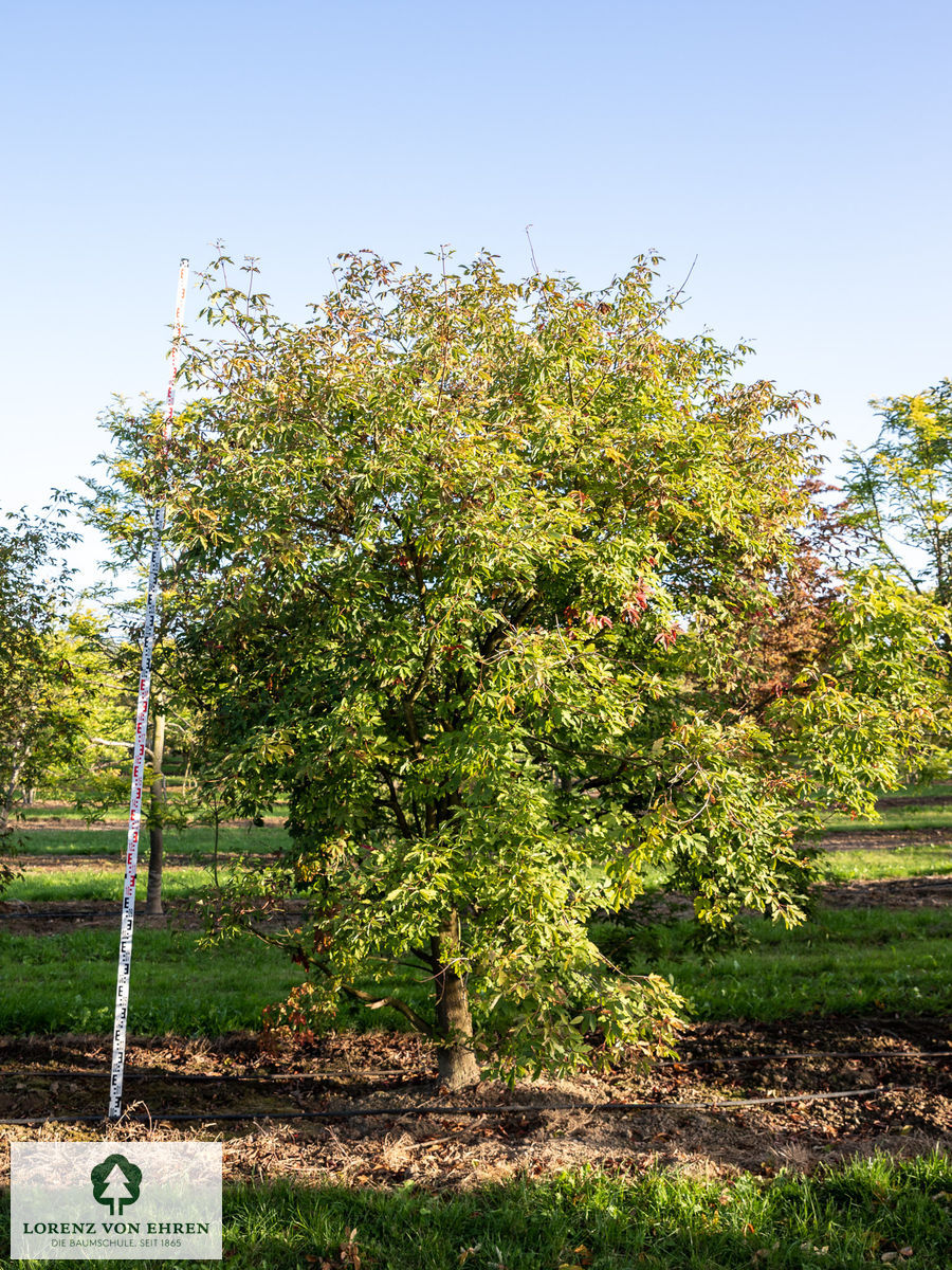 Acer griseum
