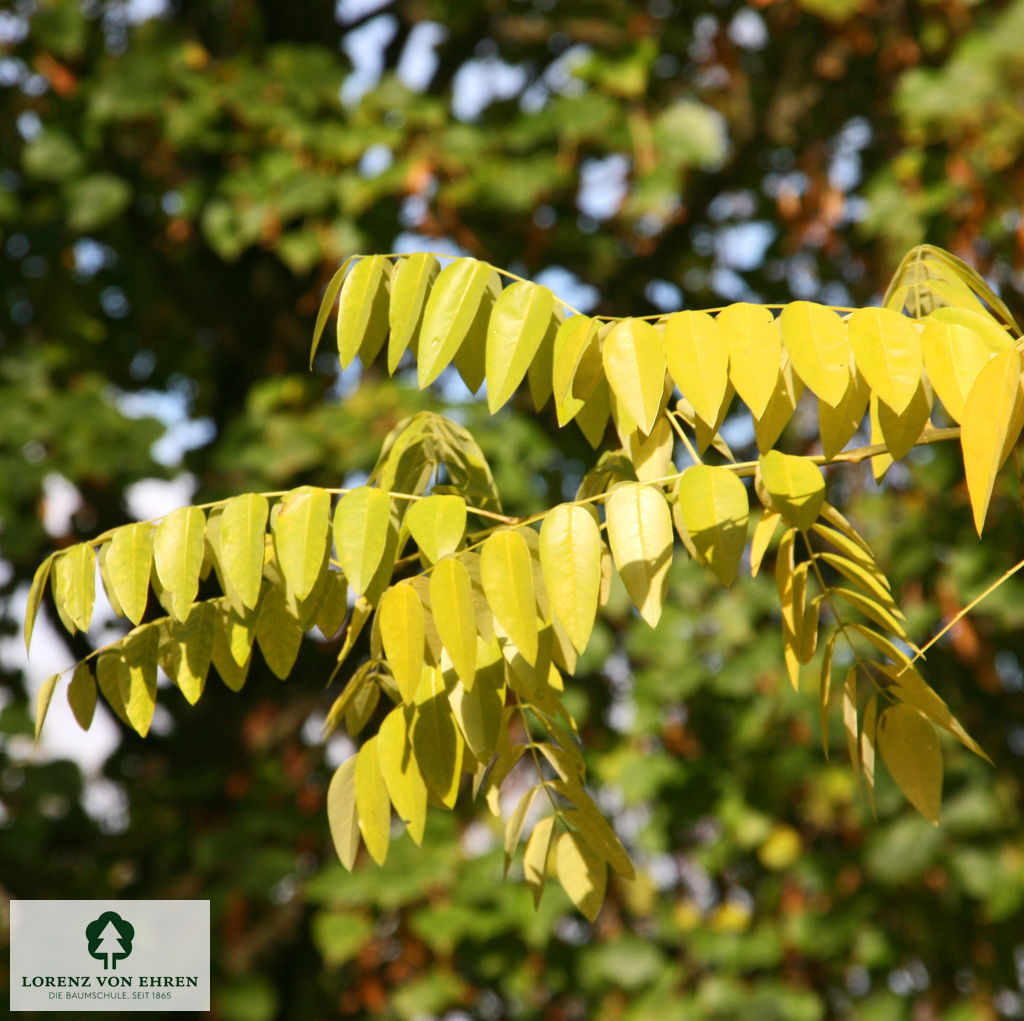Gelbes wunderschönes Laub des Schnurbaumes