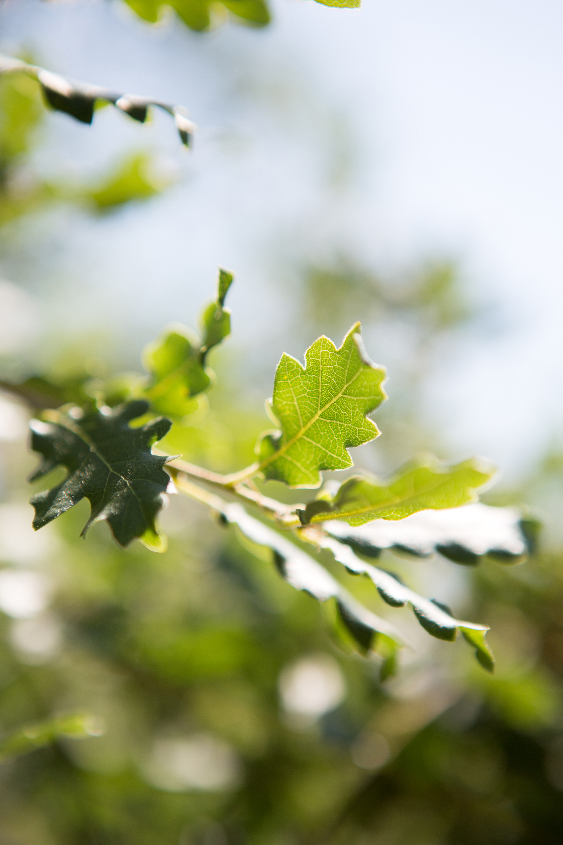 Quercus pubescens Unikat