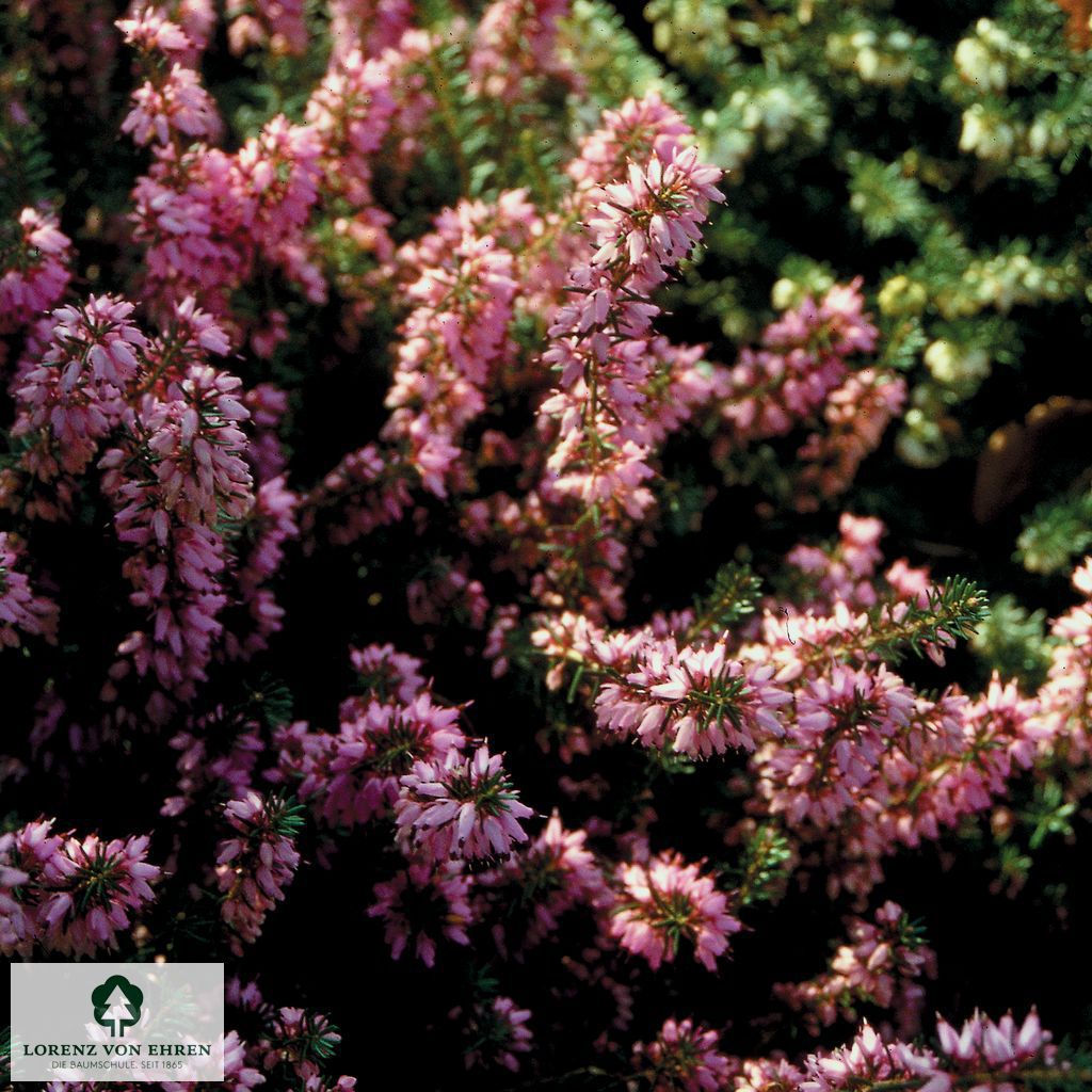 Erica carnea 'Rosalie'