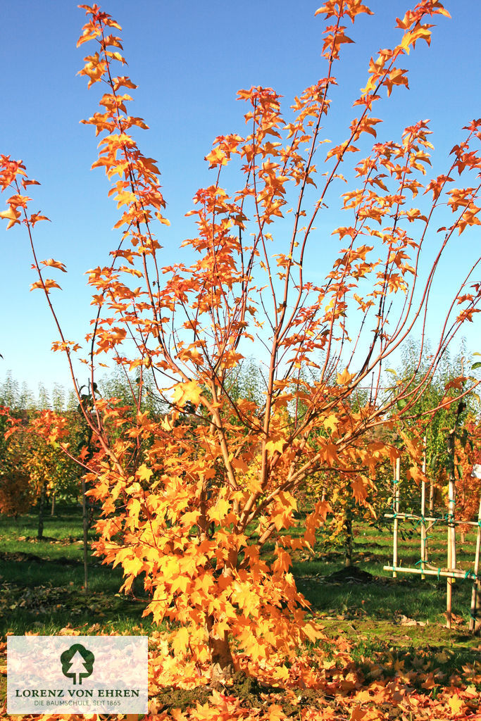 Acer cappadocicum 'Aureum'
