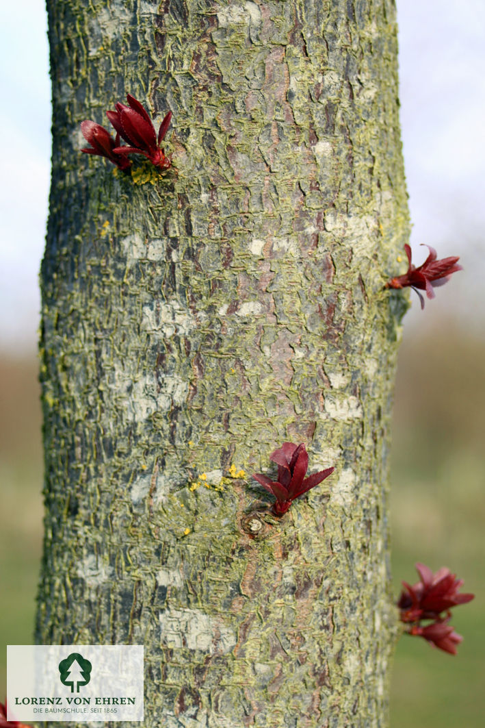 Prunus cerasifera 'Nigra'