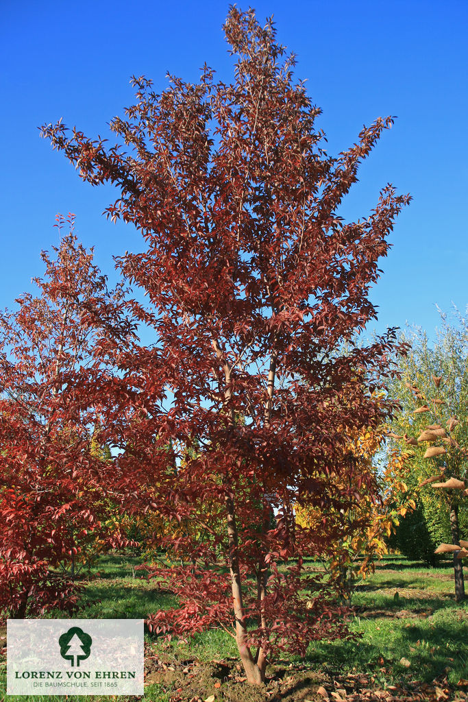 Stewartia pseudocamellia