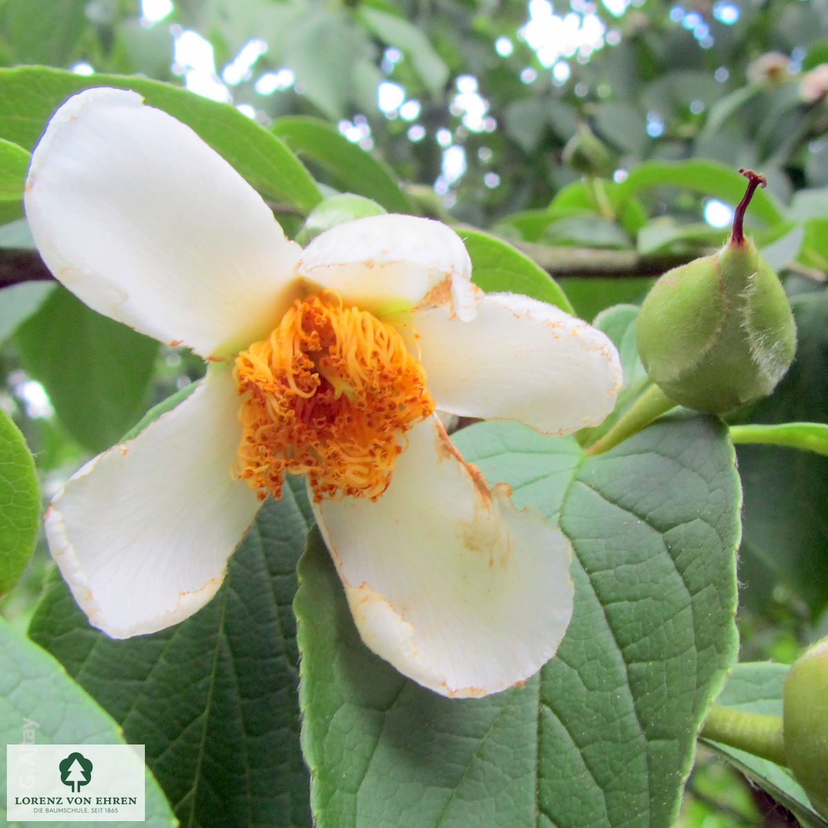 Stewartia pseudocamellia