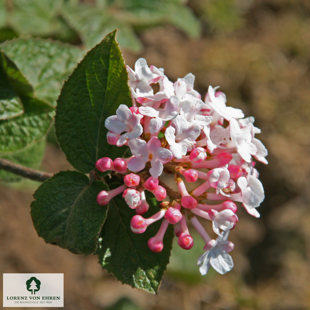 Viburnum carlesii 'Aurora'