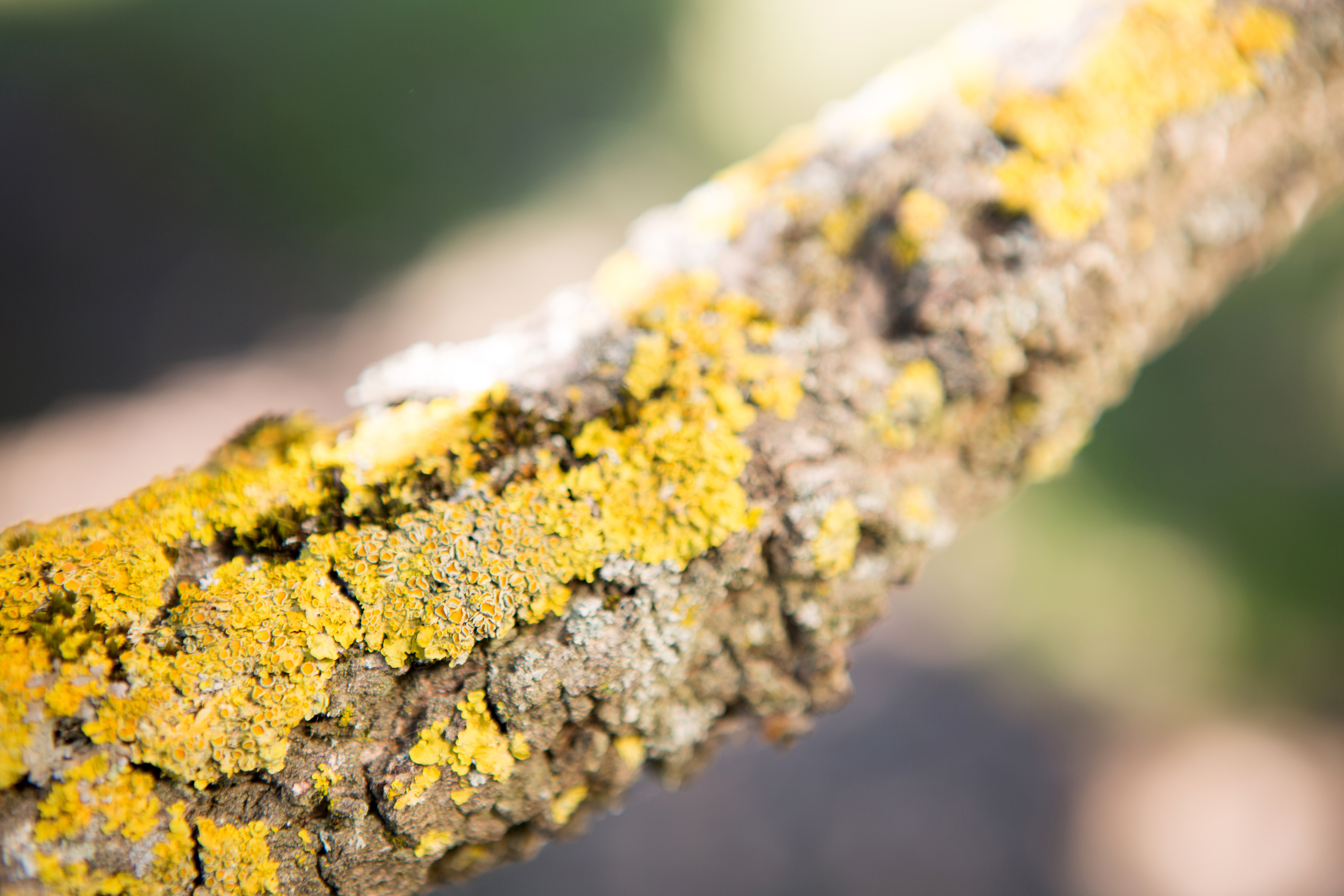 Quercus pubescens Unikat