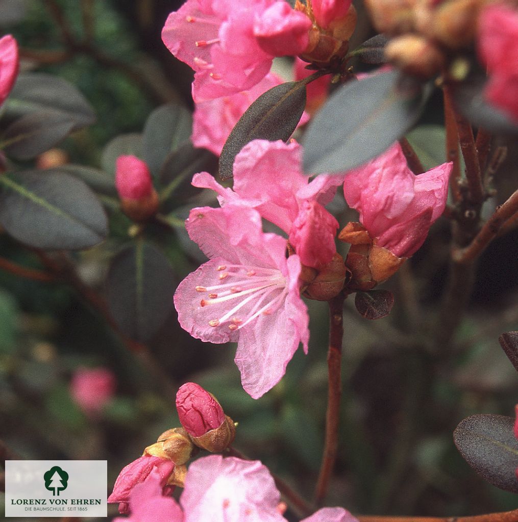 Rhododendron carolinianum 'P.J. Mezitt'