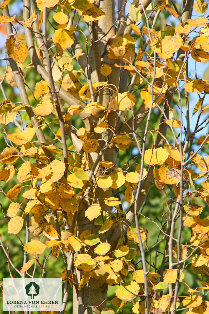 Populus tremula 'Erecta'