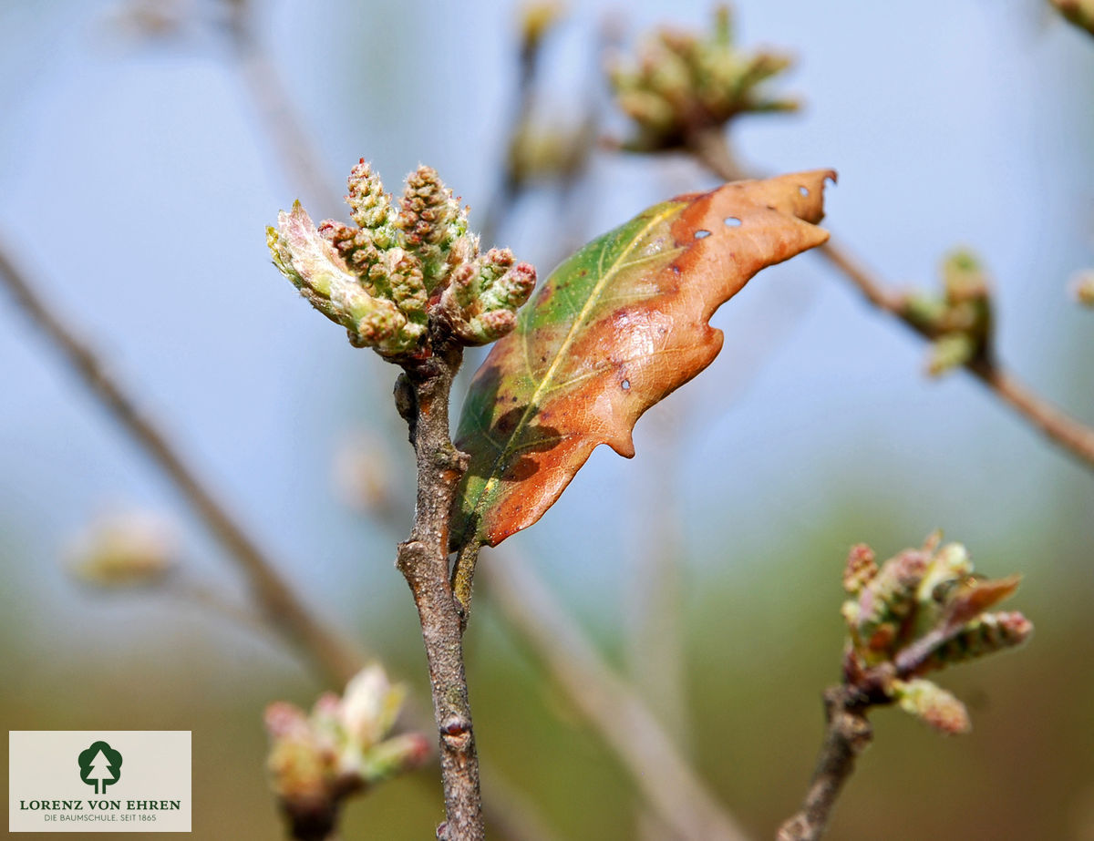 Quercus turneri 'Pseudoturneri'