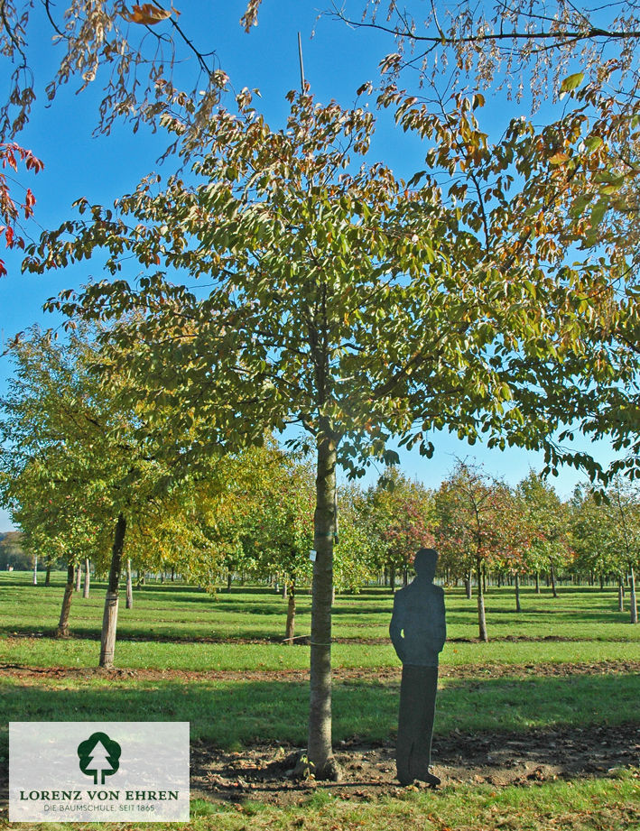 Prunus serrulata 'Shirofugen'
