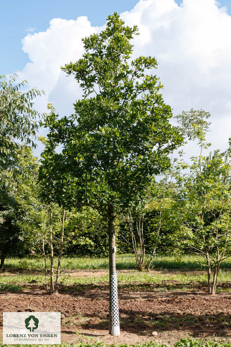 Quercus turneri 'Pseudoturneri'