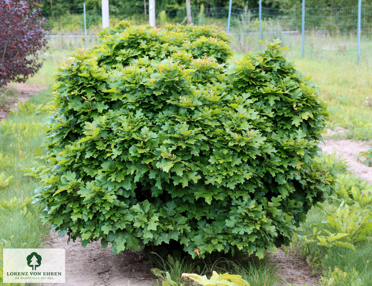 Quercus palustris 'Green Dwarf'