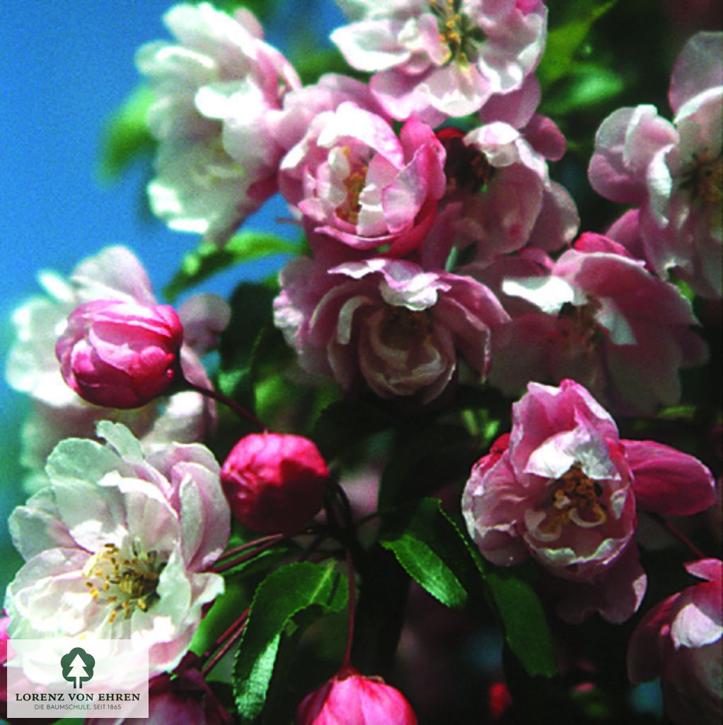 Malus 'Van Eseltine'