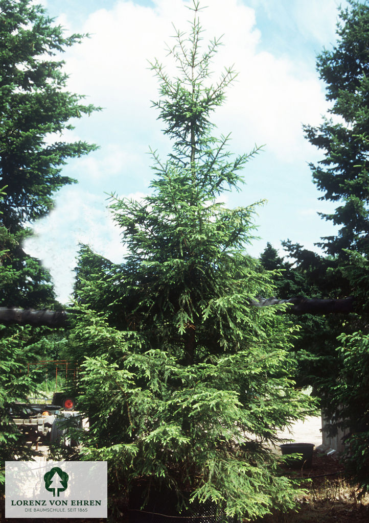 Picea abies