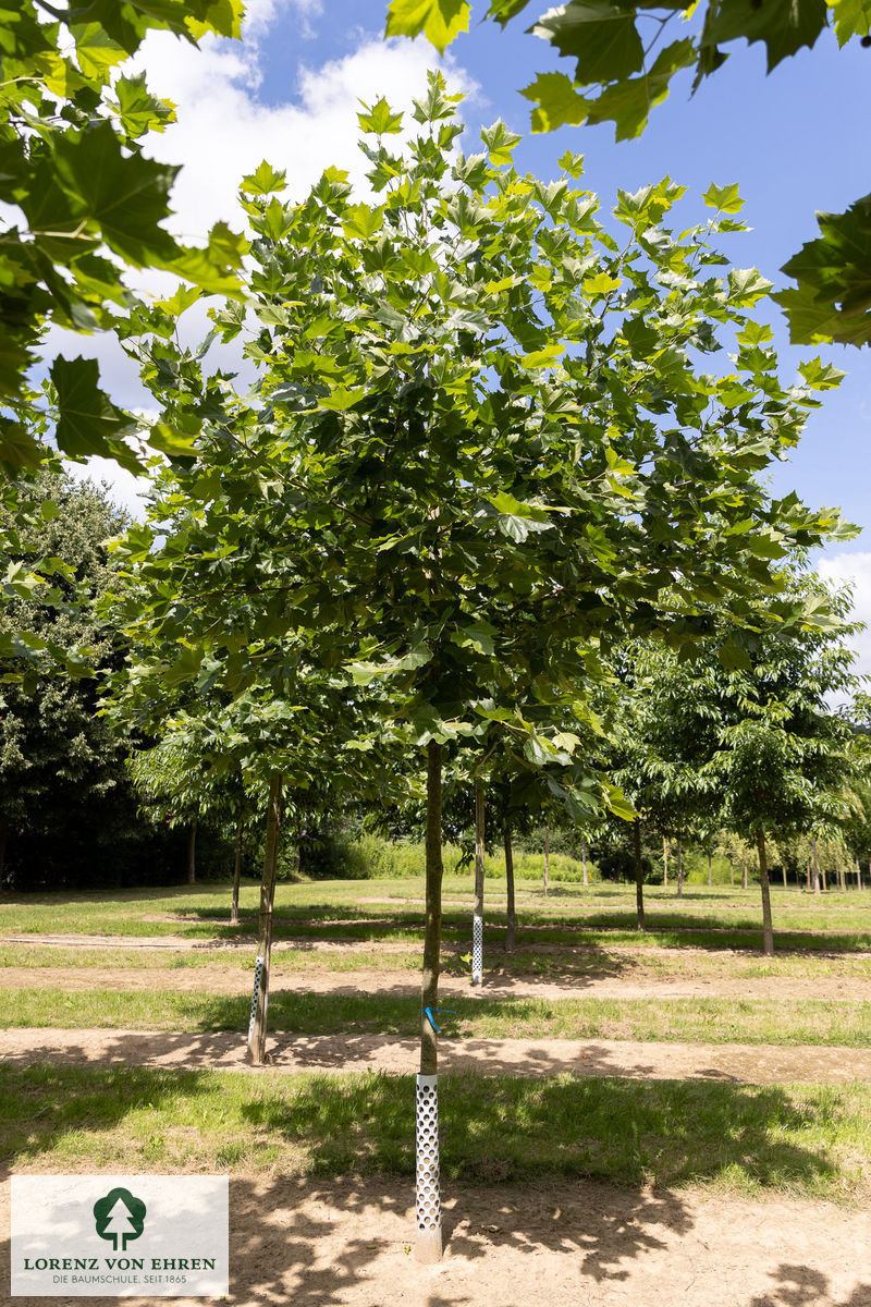 Platanus acerifolia