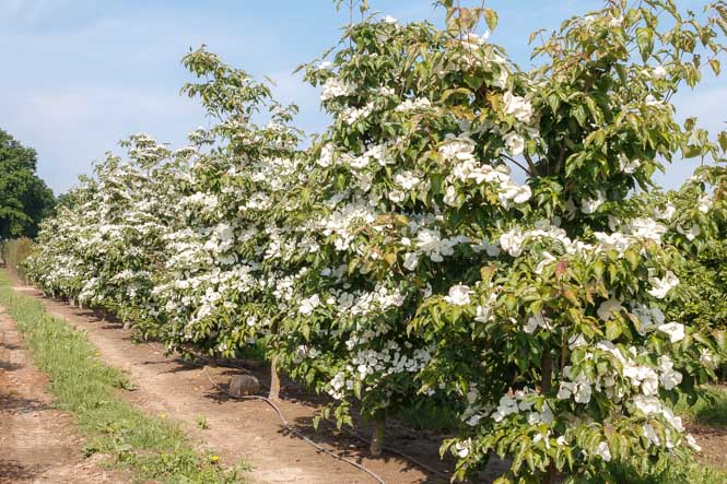 Frühling in den Hartriegel Quartieren