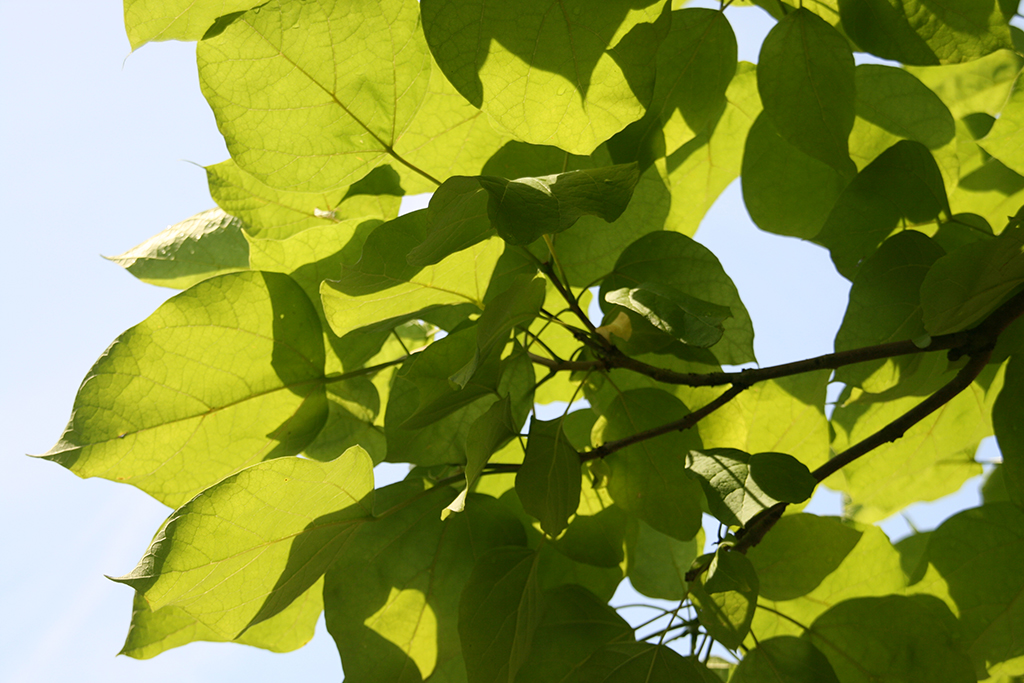 Sattes grünes Laub des Trompetenbaumes