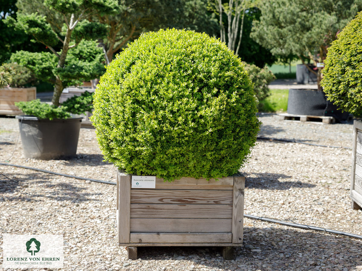  Buxus sempervirens arborescens Hoher Buchsbaum  Kugel im Container