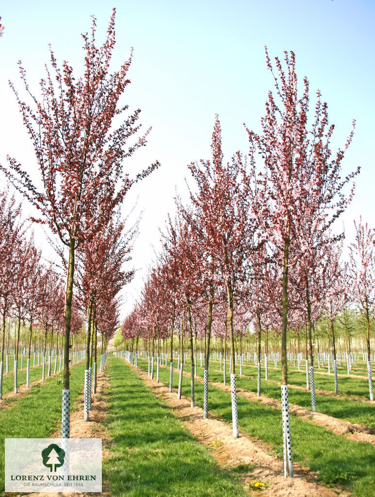 Prunus cerasifera 'Nigra'
