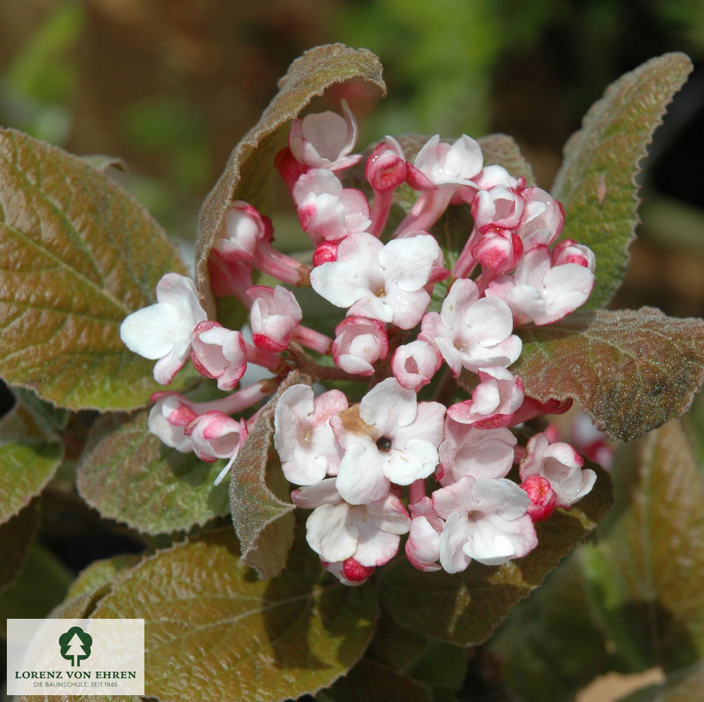 Viburnum carlesii 'Aurora'