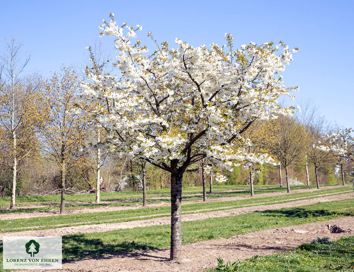 Prunus serrulata 'Shirotae'