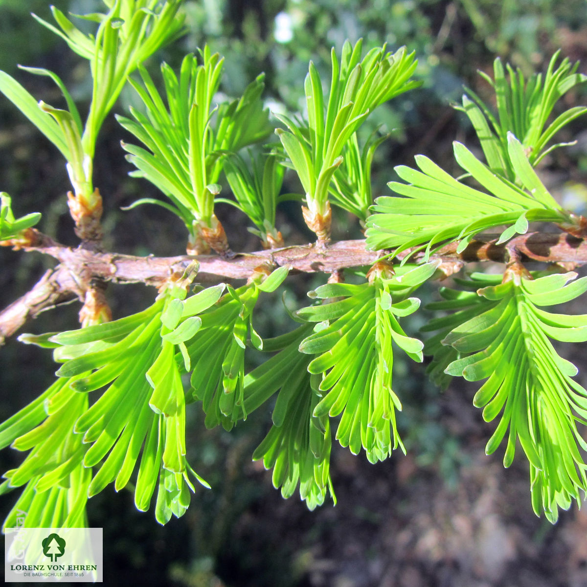Metasequoia glyptostroboides