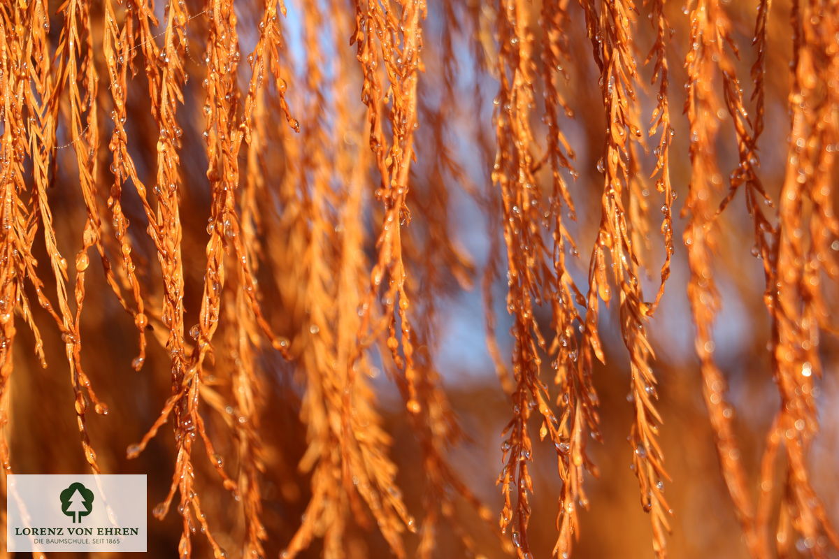 Taxodium distichum 'Nutans'