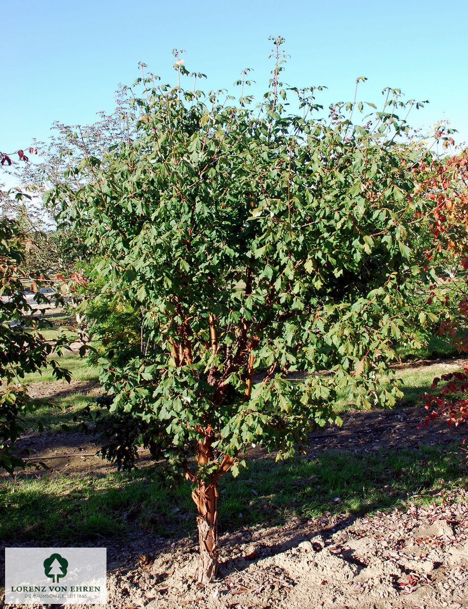 Acer griseum