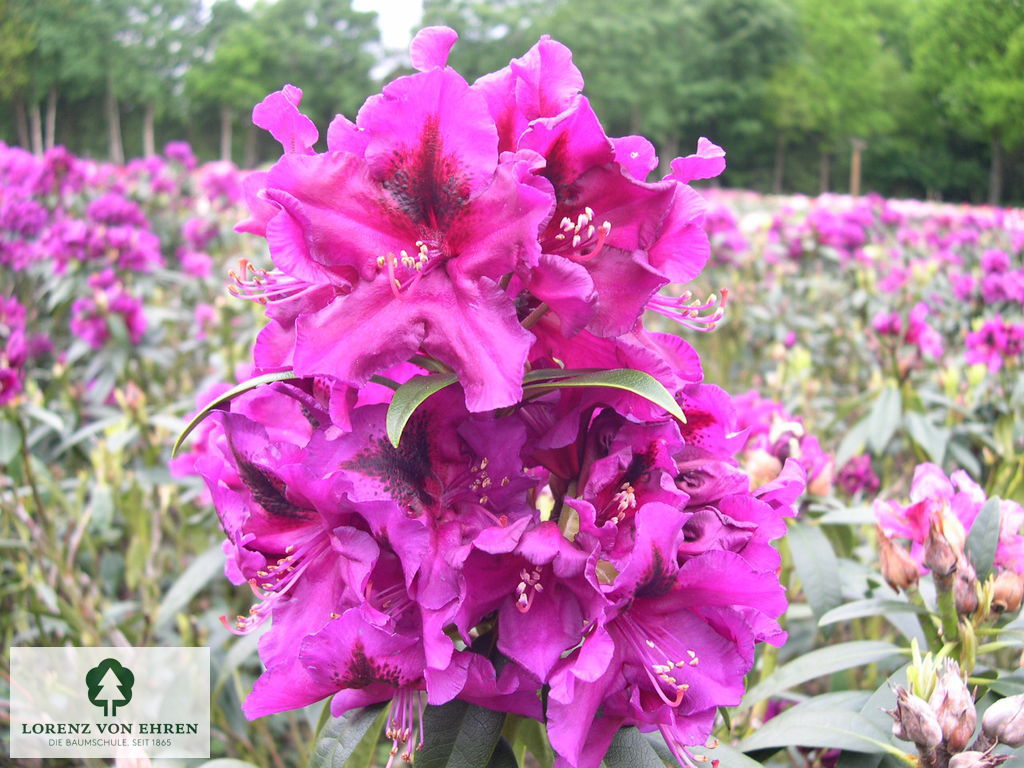 Rhododendron Hybride 'Purple Splendour'