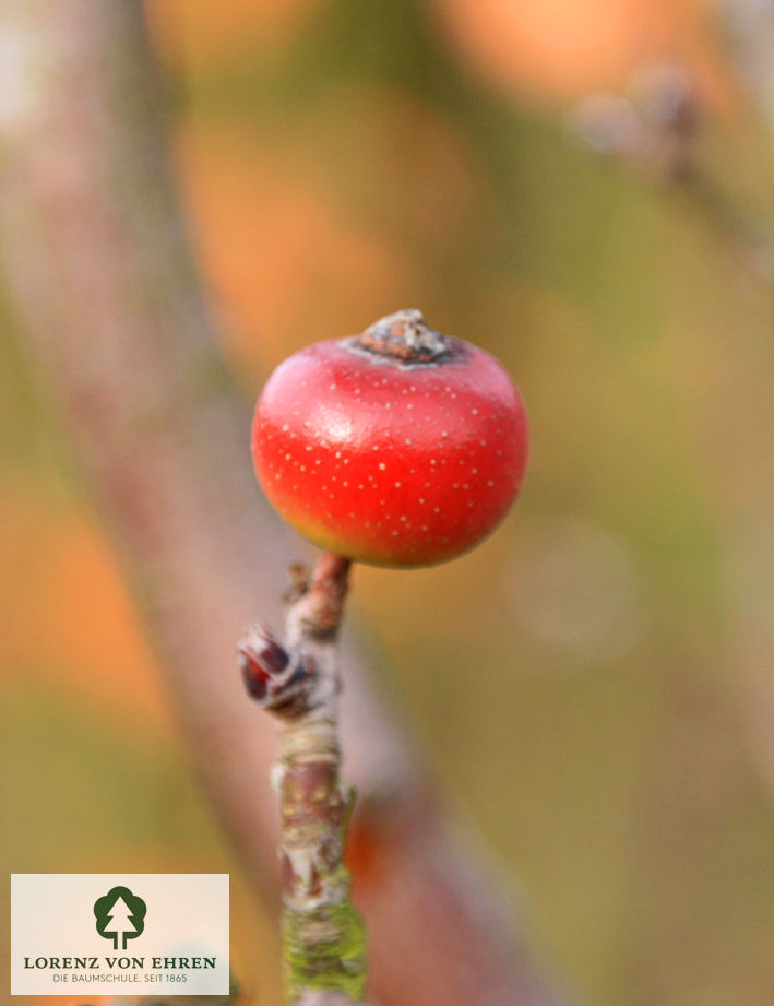 Malus tschonoskii