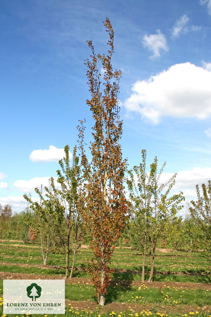 Populus tremula 'Erecta'