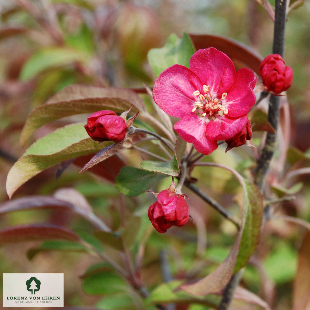 Malus 'Coccinella'