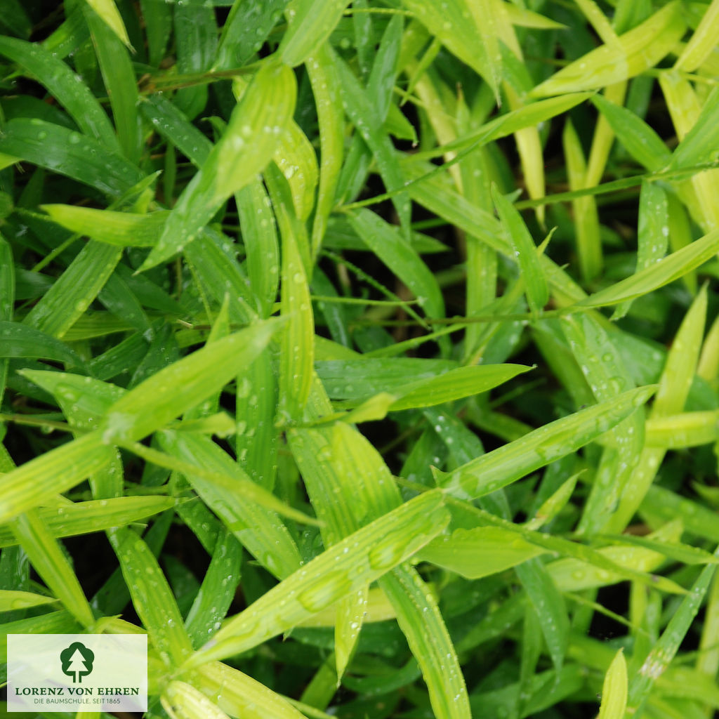 Pleioblastus pygmaeus