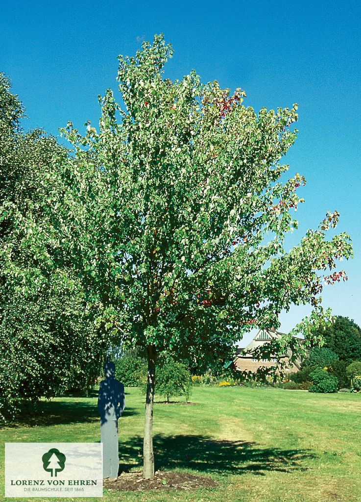 Acer rubrum 'Red Sunset'