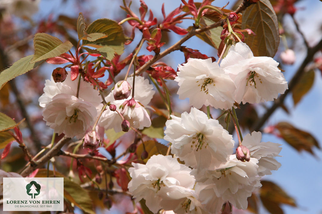 Prunus serrulata 'Shirofugen'