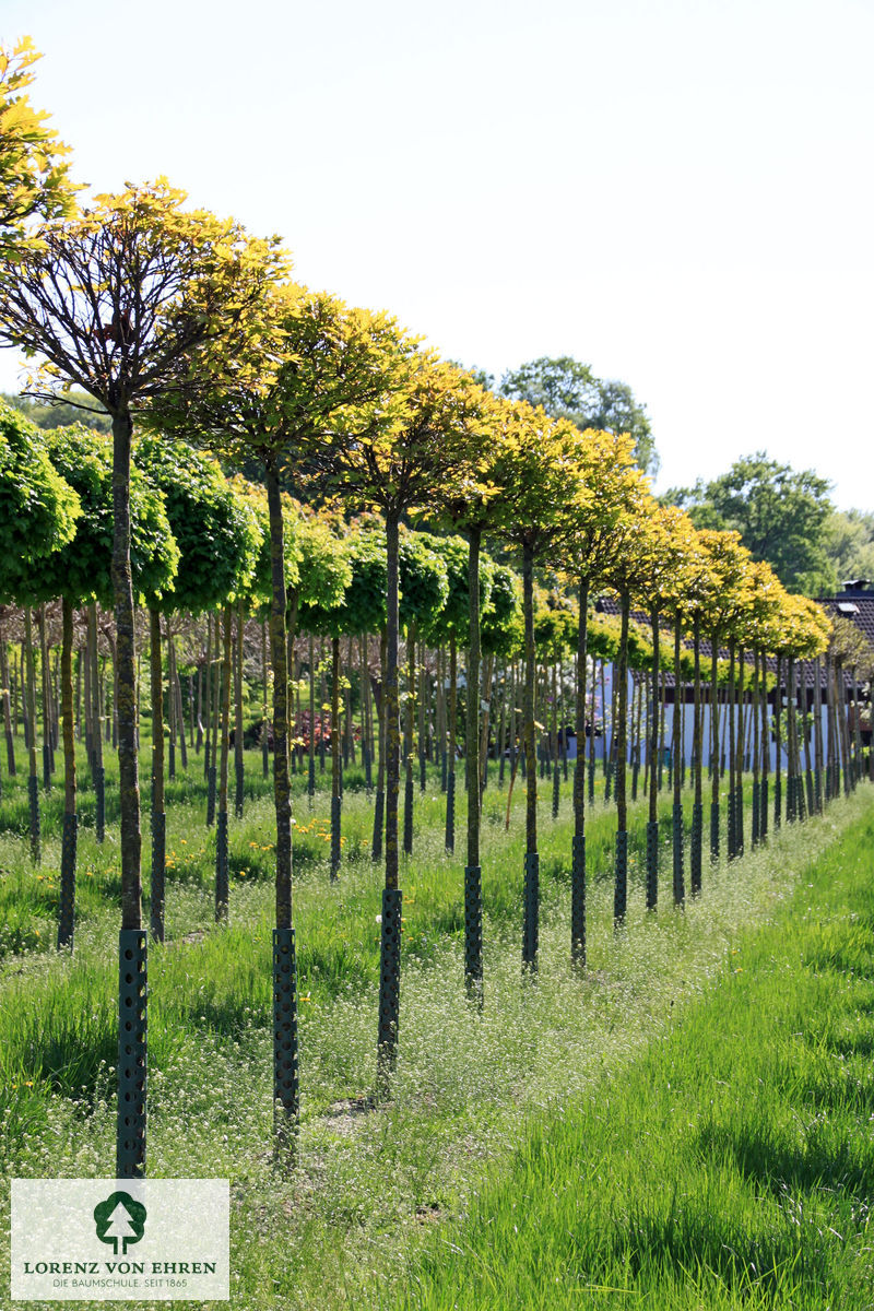 Quercus palustris 'Green Dwarf'