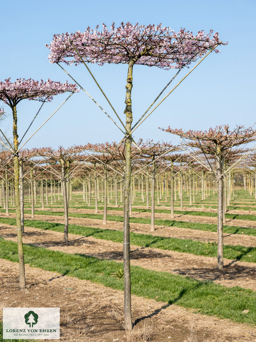 Prunus cerasifera 'Nigra'