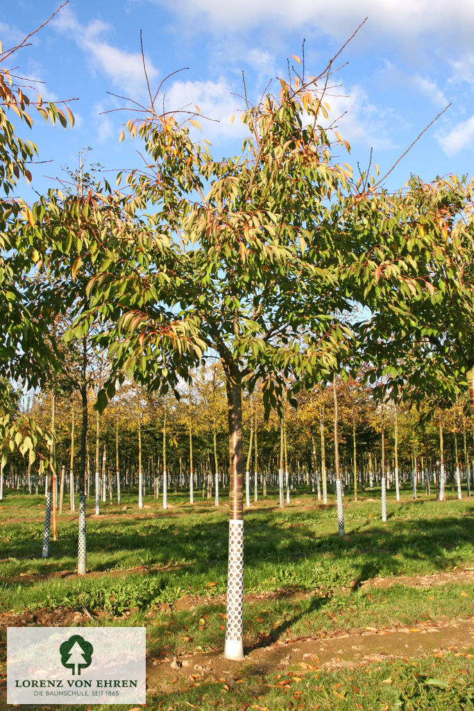 Prunus serrulata 'Shirofugen'
