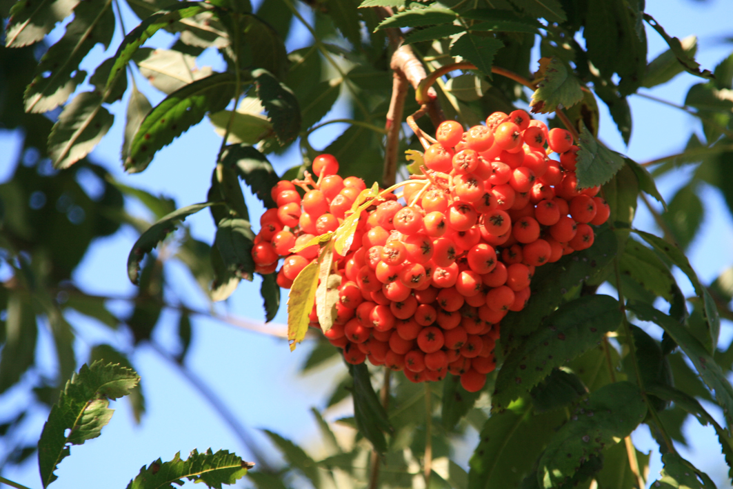 Sorbus aucuparia 'Rossica Major'