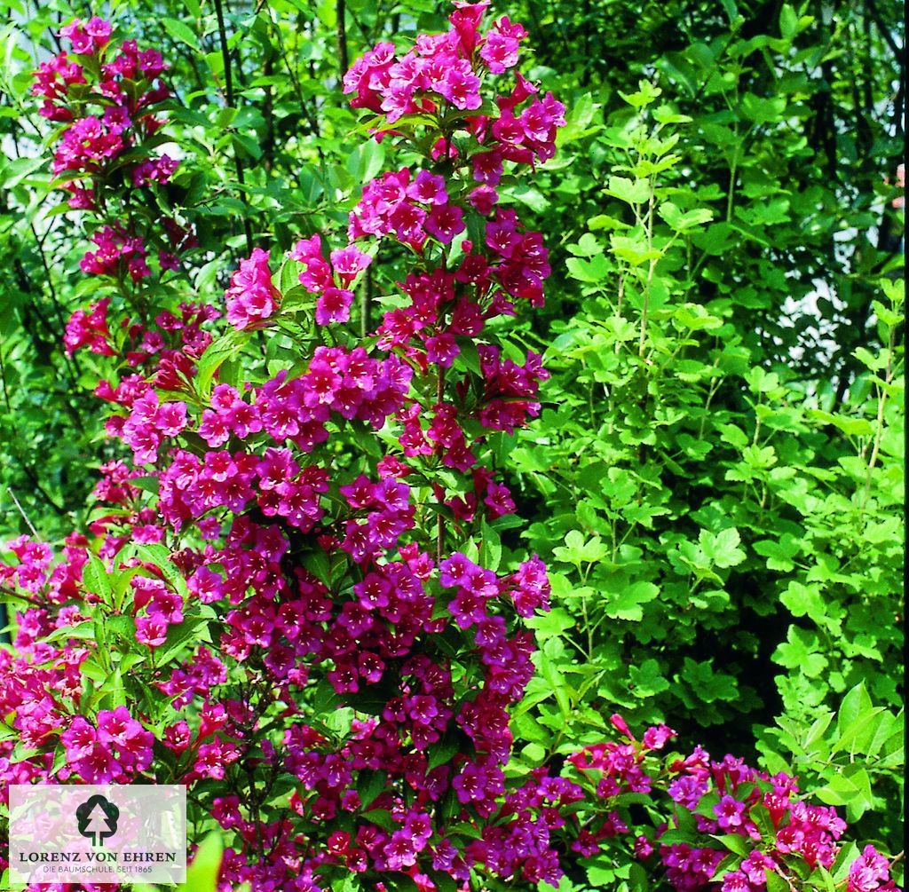 Weigela 'Red Prince'