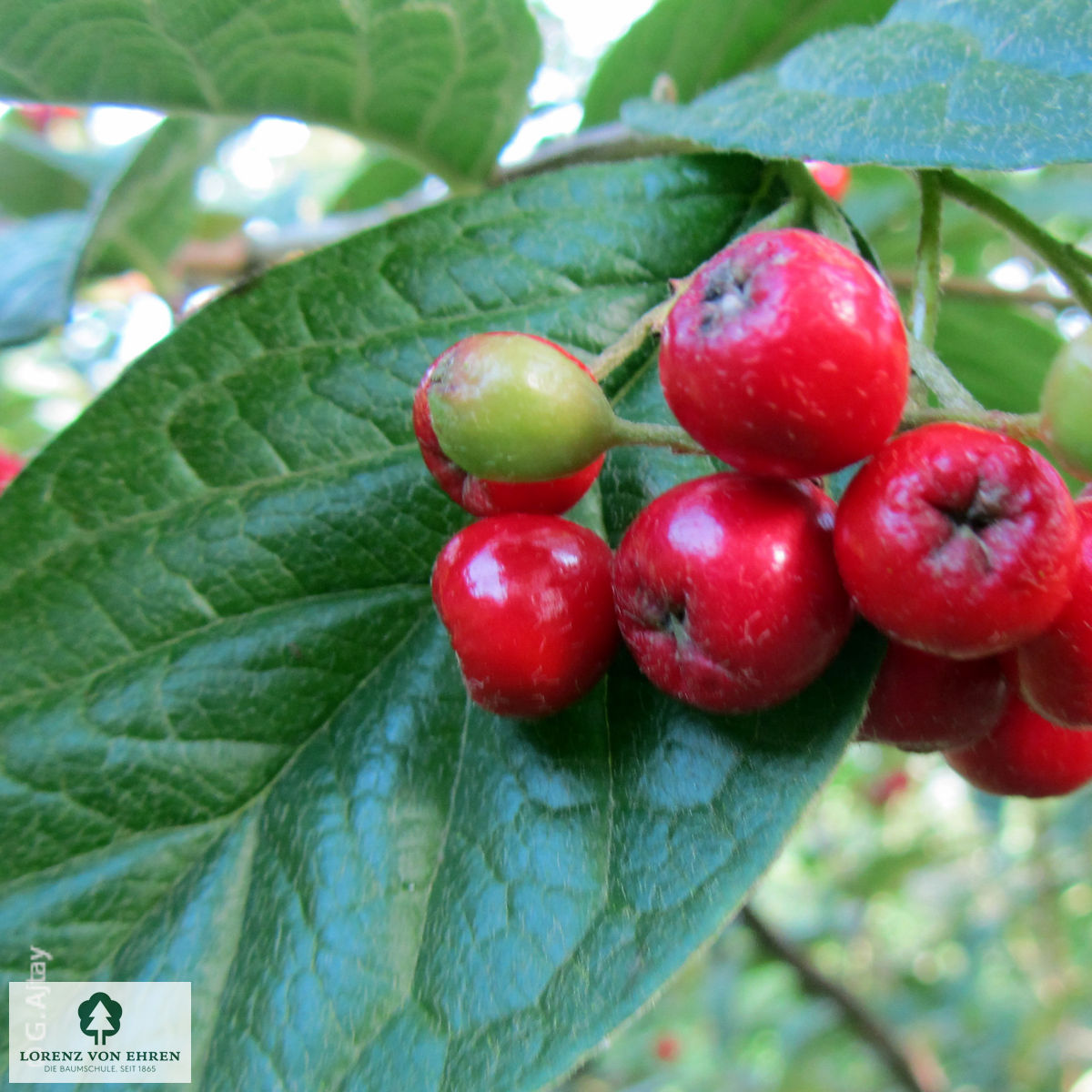 Cotoneaster bullatus