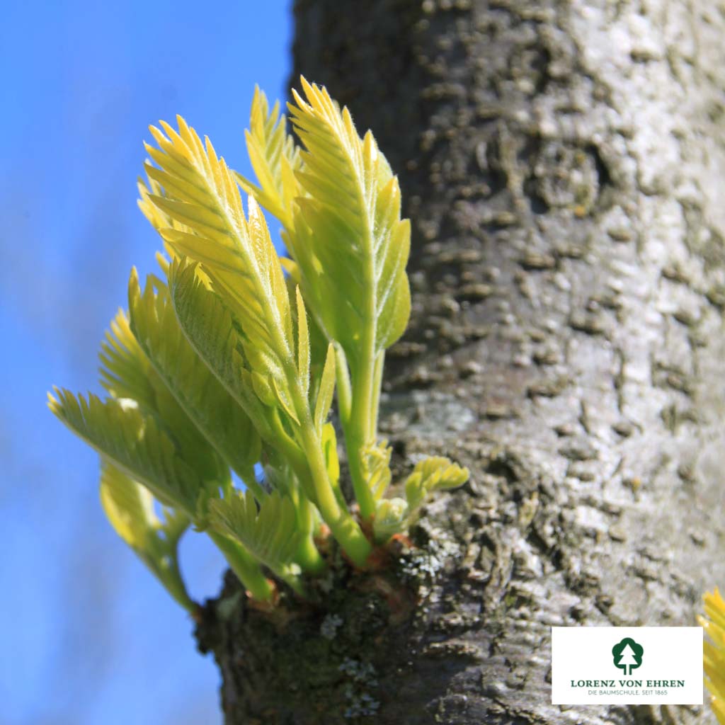 Amerikanische Gleditschie