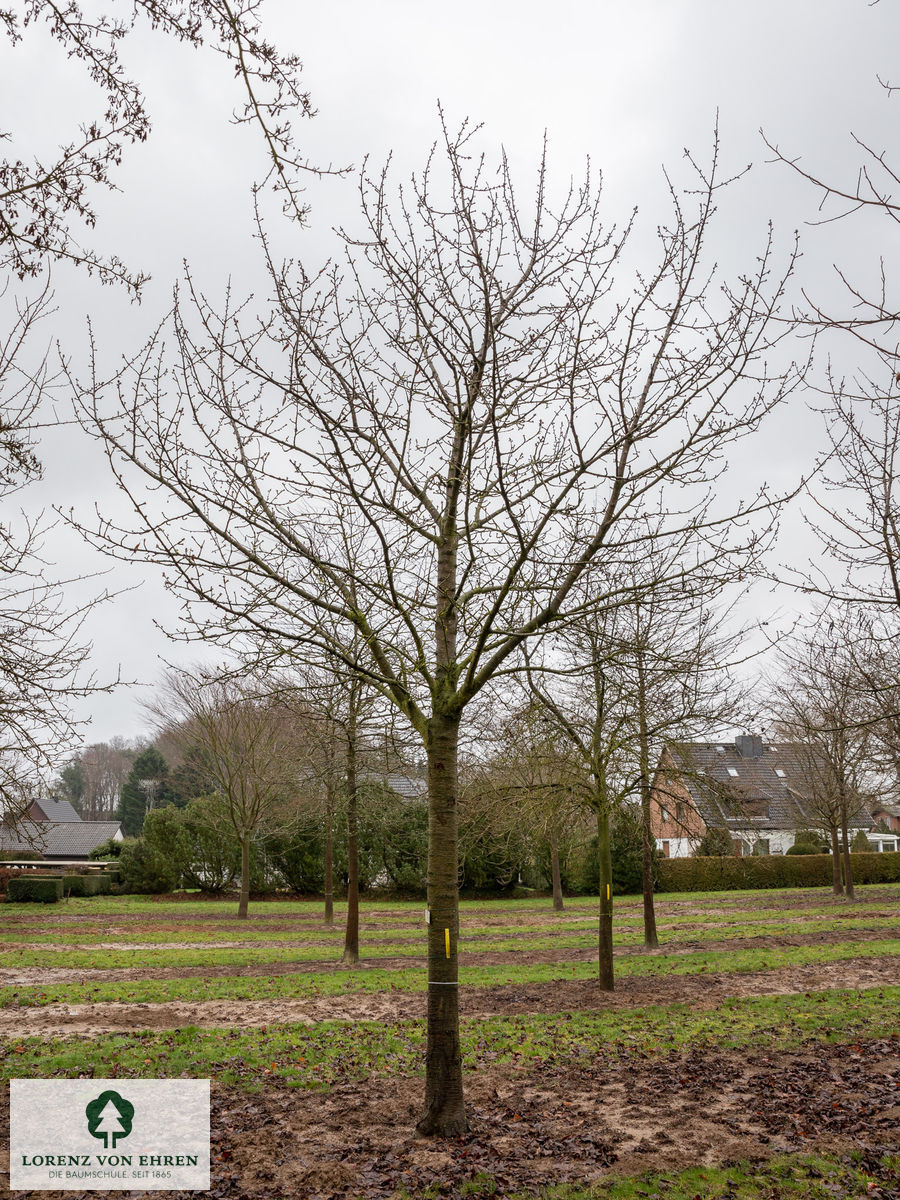 Prunus avium 'Schneiders Späte Knorpelkirsche'