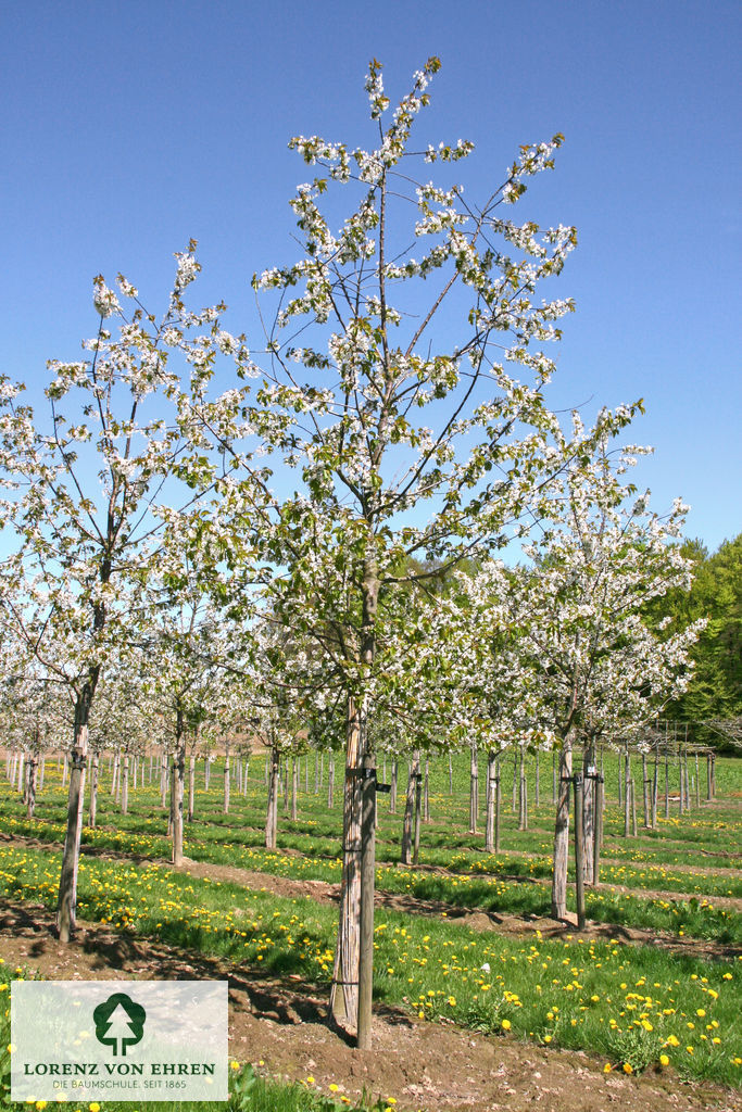 Prunus avium 'Kordia'