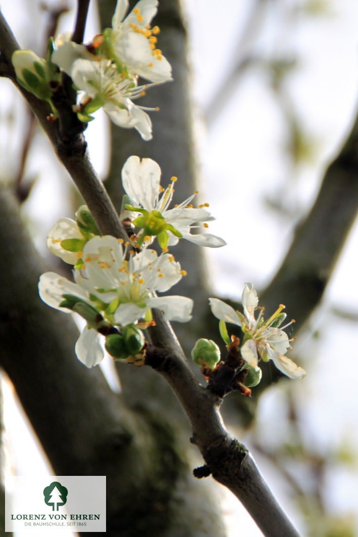 Prunus domestica 'Haganta'