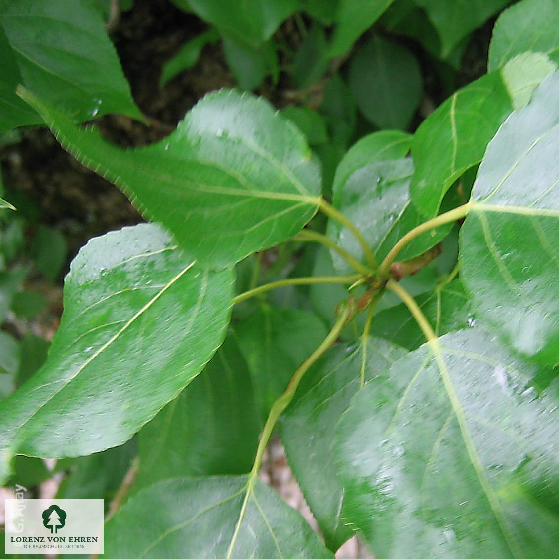 Populus berolinensis
