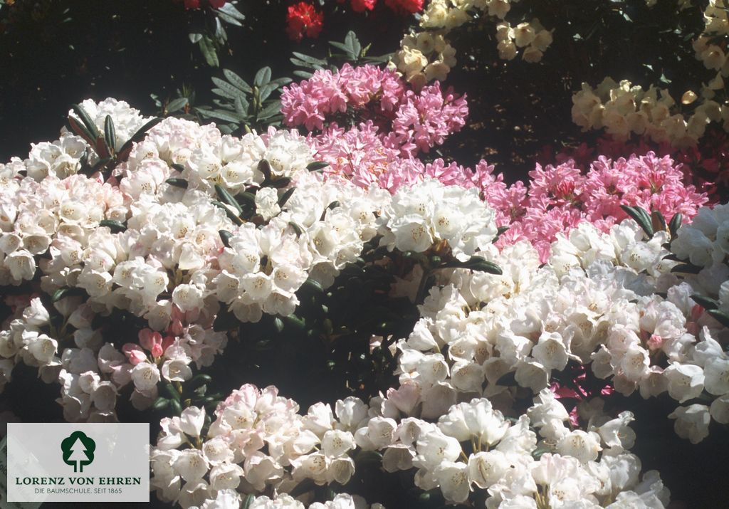 Rhododendron yakushimanum 'Koichiro Wada'