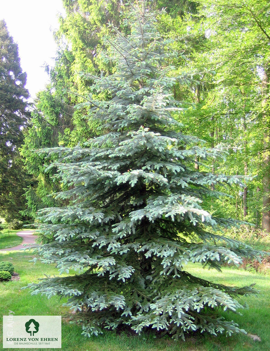Picea pungens glauca