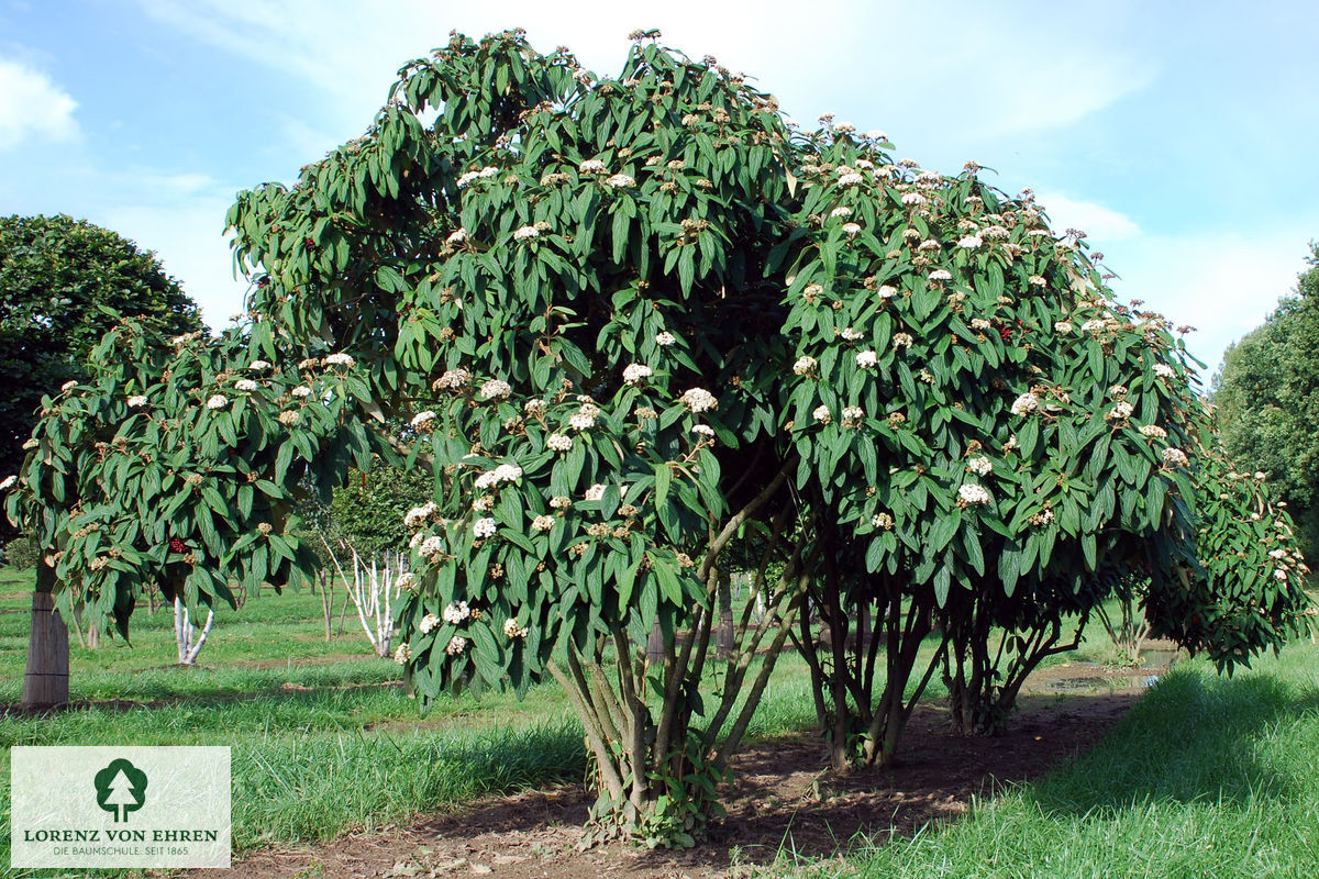 Viburnum rhytidophyllum