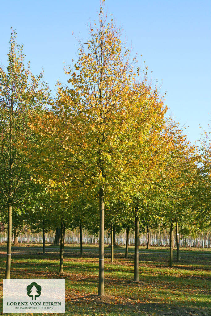 Tilia cordata 'Greenspire'